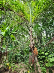 Bactris gasipaes