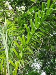 Bactris gasipaes
