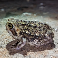 Breviceps adspersus