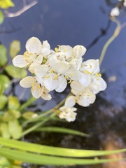 Libertia chilensis