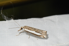 Crambus hamella