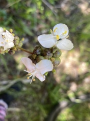 Libertia chilensis