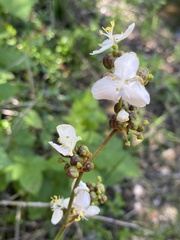 Libertia chilensis