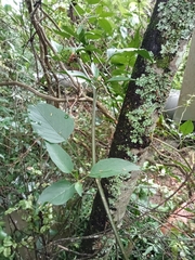 Solanum laxum