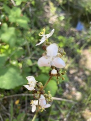 Libertia chilensis
