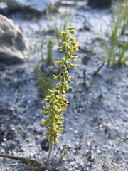 Holothrix brevipetala