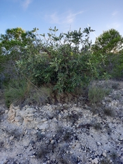 Ceratonia siliqua