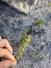 Holothrix brevipetala