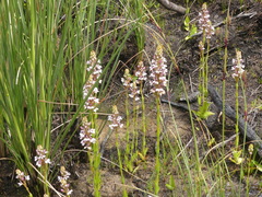 Satyrium rhynchanthum