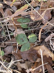 Fragaria virginiana