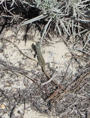 Acanthodactylus erythrurus