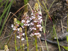 Satyrium rhynchanthum
