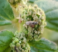 Nysius