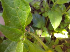 Diceraeus