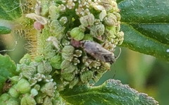 Nysius