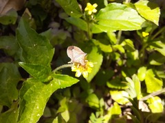 Diceraeus