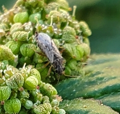 Nysius