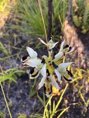 Disa bivalvata