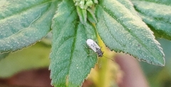 Nysius