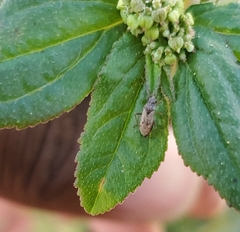 Nysius