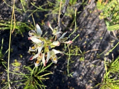Disa bivalvata