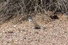 Artemisiospiza nevadensis