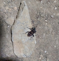 Lystronychus pulchellus