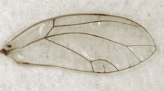 Bactericera cockerelli