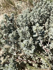 Atriplex leucophylla