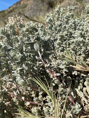 Atriplex leucophylla