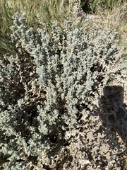 Atriplex leucophylla