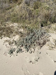 Atriplex leucophylla