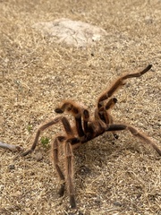 Grammostola rosea