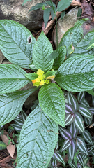Chrysothemis pulchella