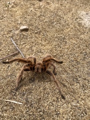 Grammostola rosea
