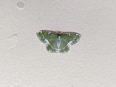 Eucyclodes insperata