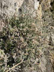 Plecostachys serpyllifolia