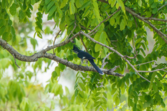 Clamator levaillantii