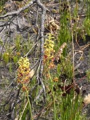 Tritoniopsis bicolor