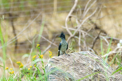 Clamator levaillantii