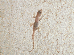 Cyrtopodion scabrum