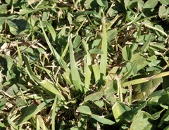 Sisyrinchium rosulatum