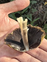 Coprinellus bipellis