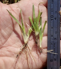 Sisyrinchium rosulatum