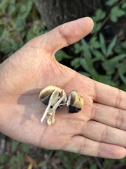 Coprinellus bipellis