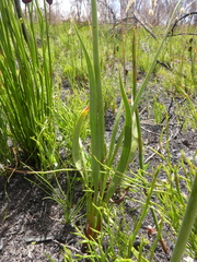 Tritoniopsis bicolor