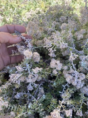 Plecostachys serpyllifolia