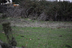 Oryctolagus cuniculus