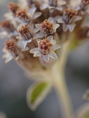 Plecostachys serpyllifolia