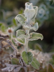 Plecostachys serpyllifolia